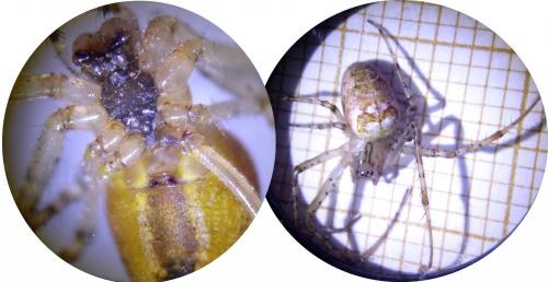 Metellina segmentata